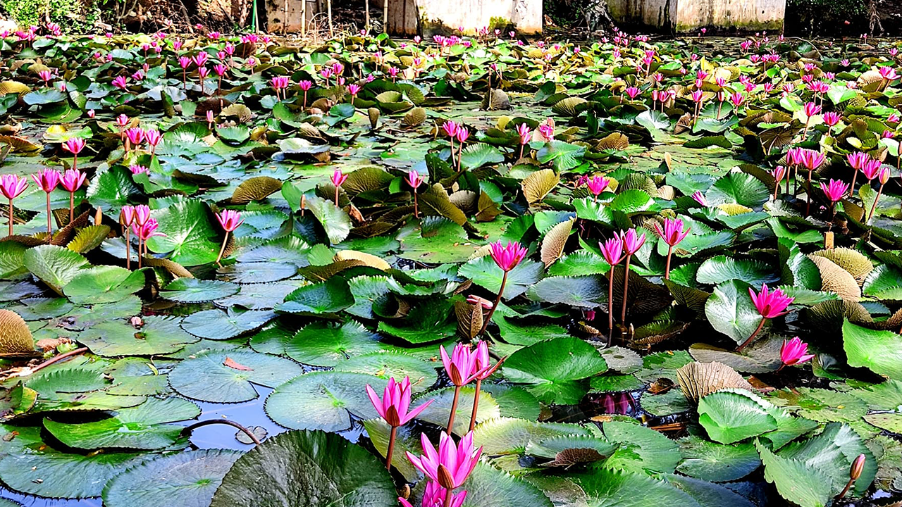 পুকুরজুড়ে লাল শাপলার সৌন্দর্য কাছে টানছে দর্শনার্থীদের