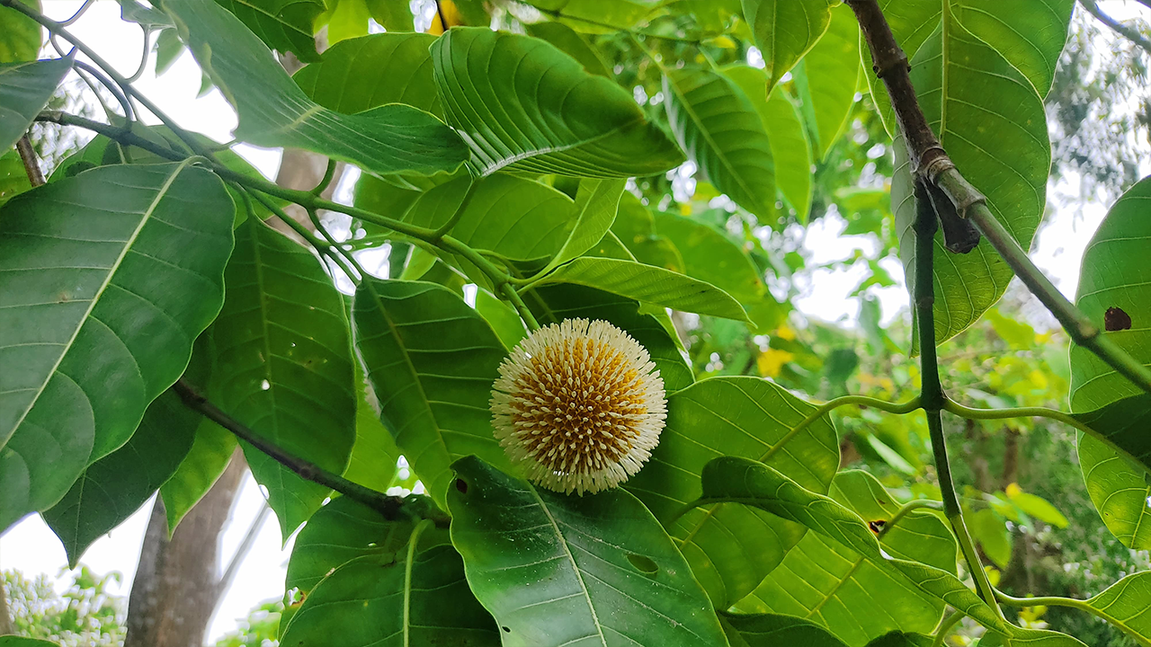  প্রাকৃতিক ঋতু বৈচিত্র্যের সীমাবদ্ধতার নিয়ম ভেঙে কুমিল্লার ব্রাহ্মণপাড়ার প্রকৃতি রাঙিয়ে গ্রীষ্মেই ফুটেছে কদম। 