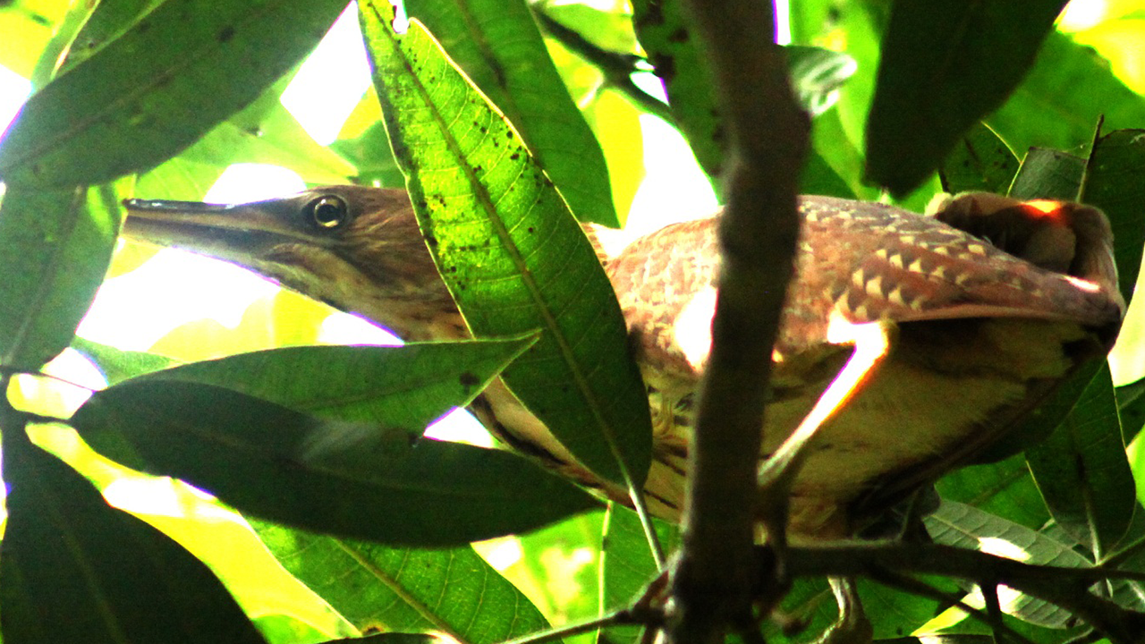  বিলুপ্তির পথে সতর্ক লাজুক পাখি নলঘোঙ্ঘা